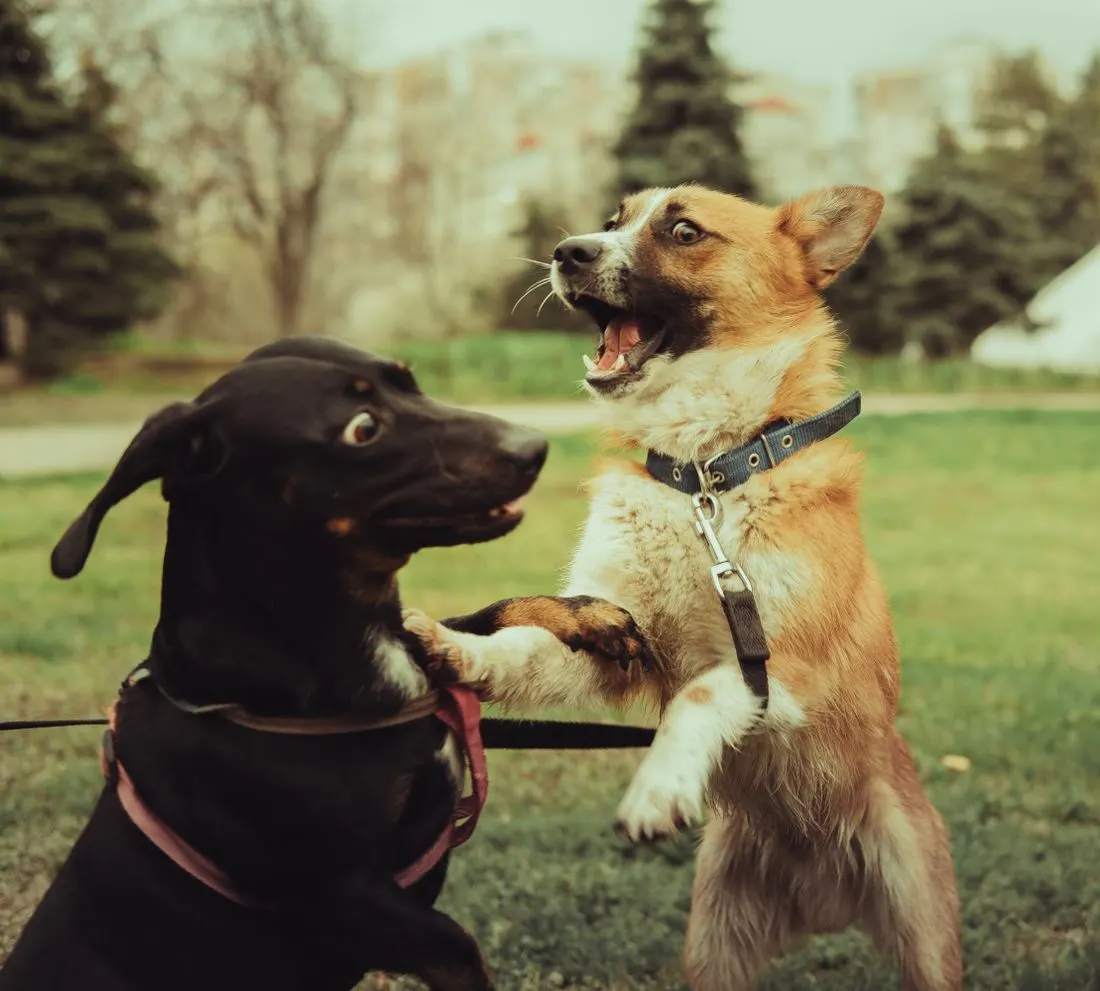 Dois cães brincando num gramado