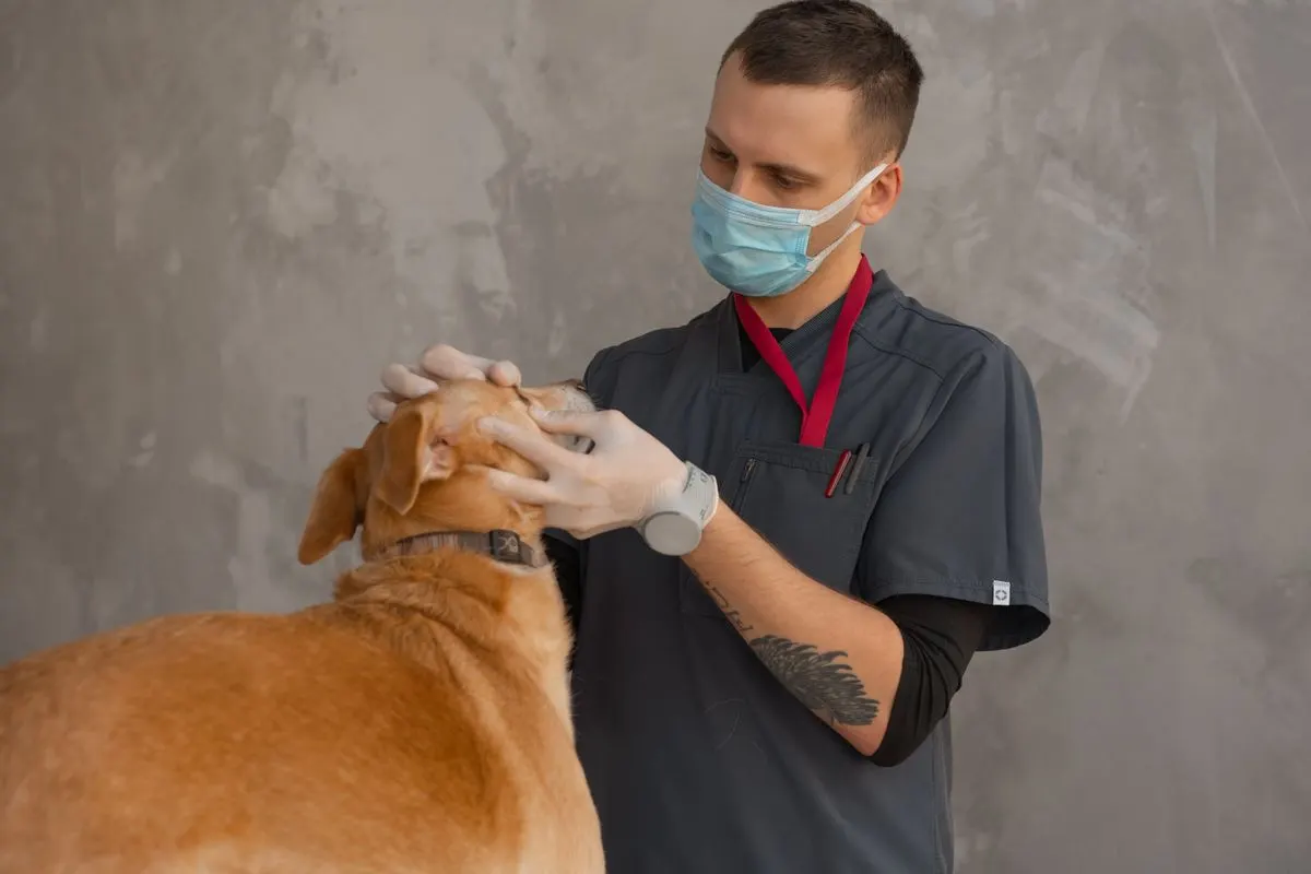 Veterinário de máscara examina um cão caramelo