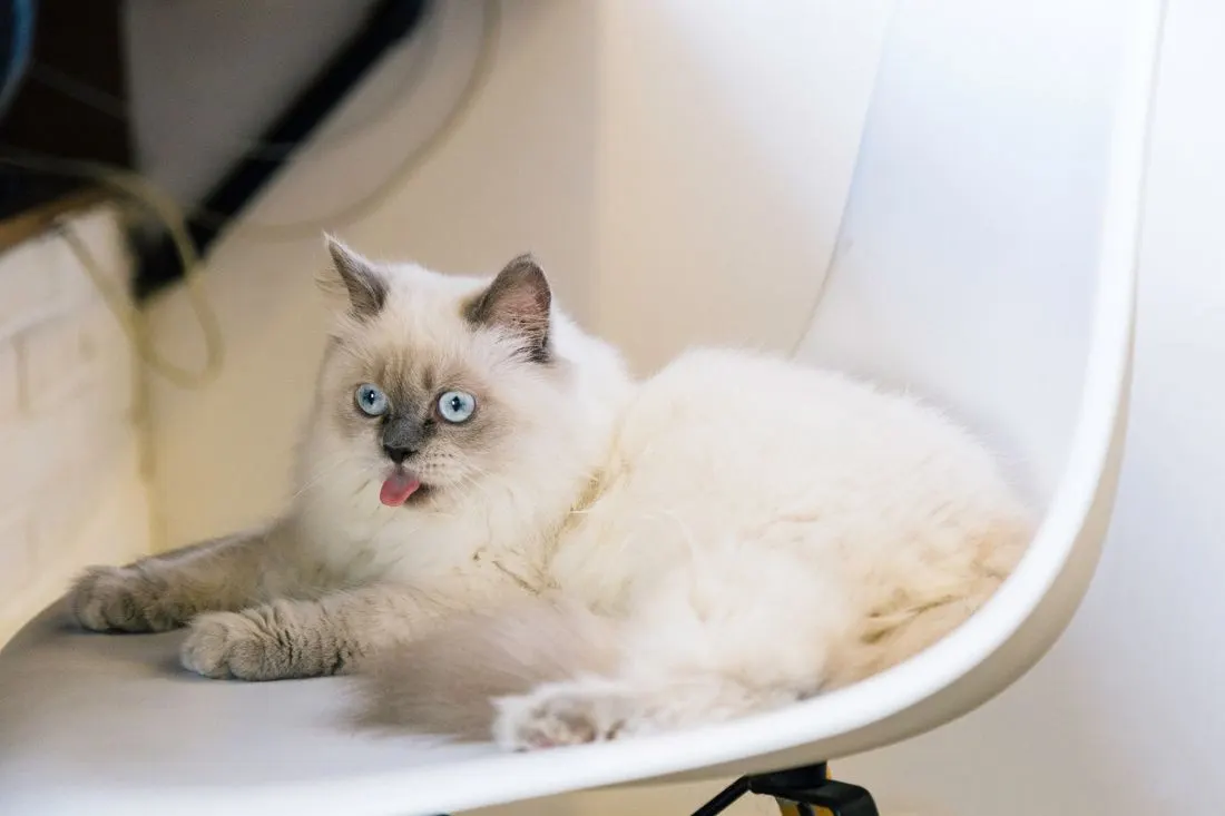 Gato de pelo claro e olhos azuis deitado numa cadeira branca